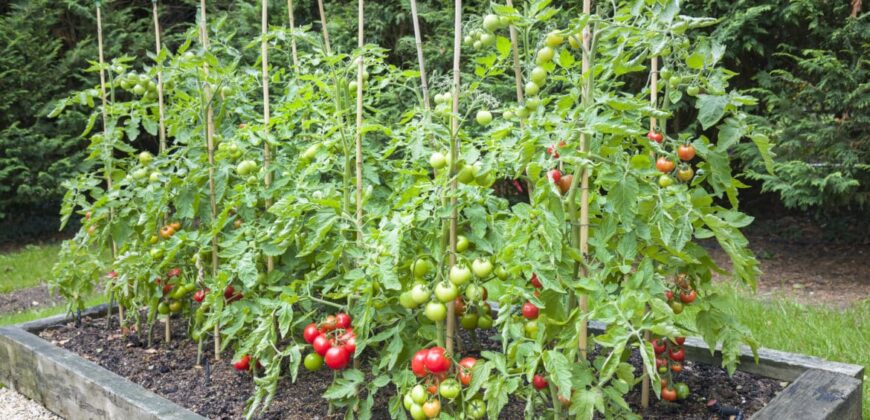 the trend of home growing food