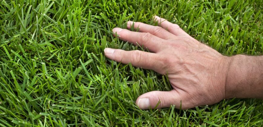 How to keep your lawn healthy during summer